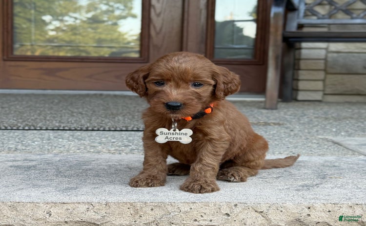 Goldendoodle dogs for sale - Ad 3