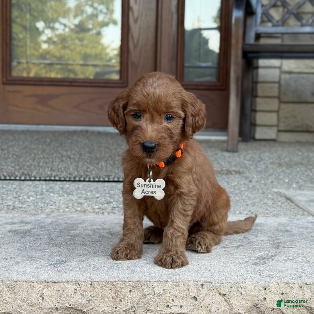 Goldendoodle dogs for sale: Penny - Image 4