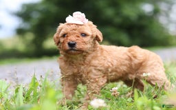 Goldendoodle dogs for sale: Holly - Image 1