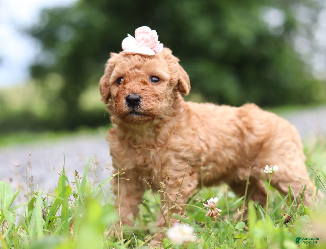 Goldendoodle dogs for sale: Holly - Image 1