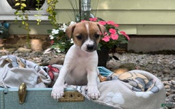 Jack Russell Terrier dogs for sale: Breezy - Image 4