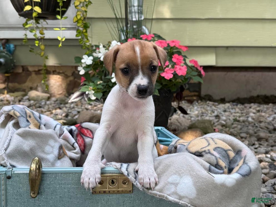 Jack Russell Terrier dogs for sale: Breezy - Image 4