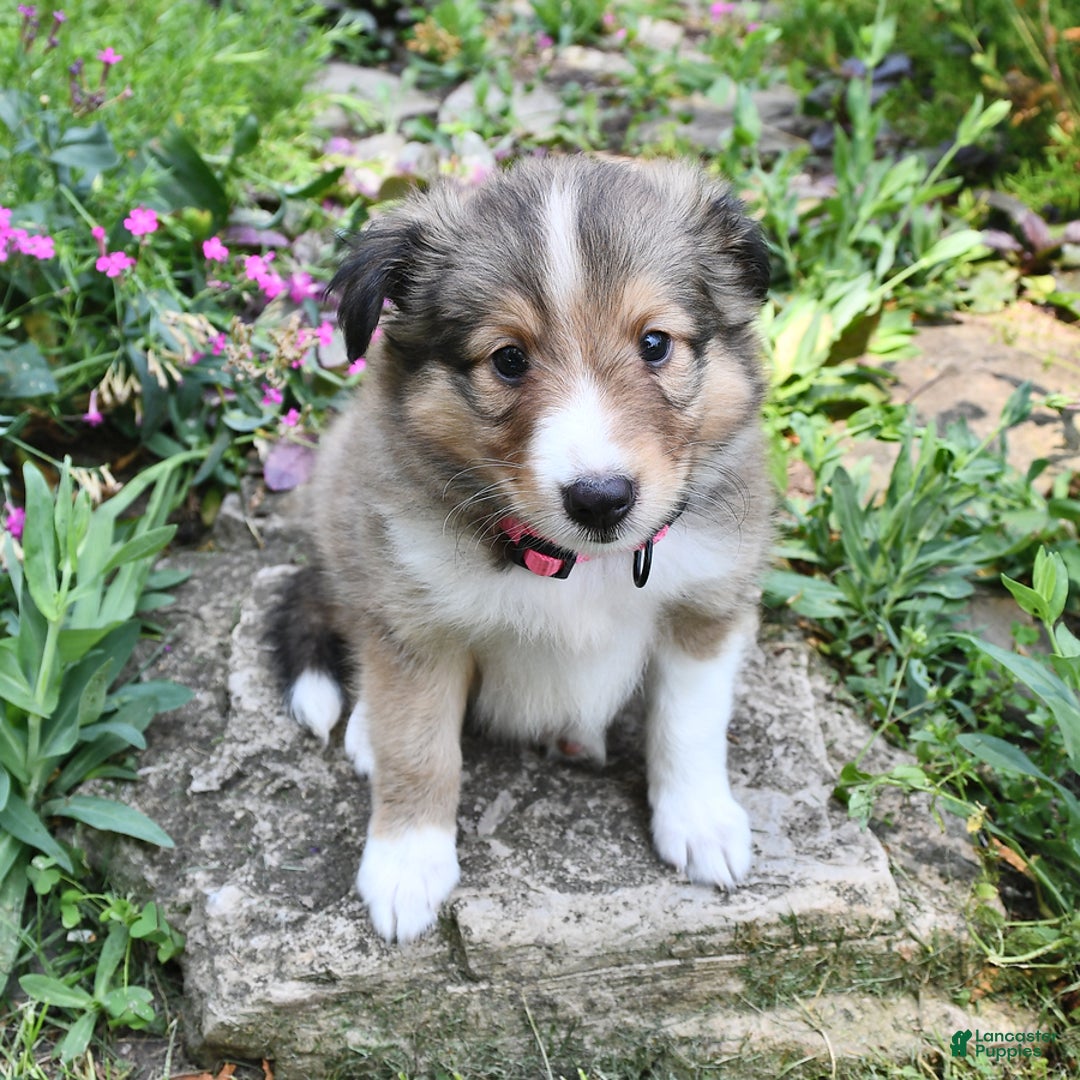 Shetland Sheepdog dogs for sale: Lilly - Image 3