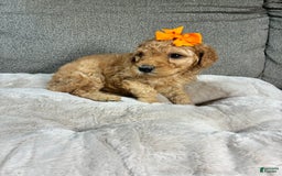 Mini Goldendoodle dogs for sale: Sandy - Image 1