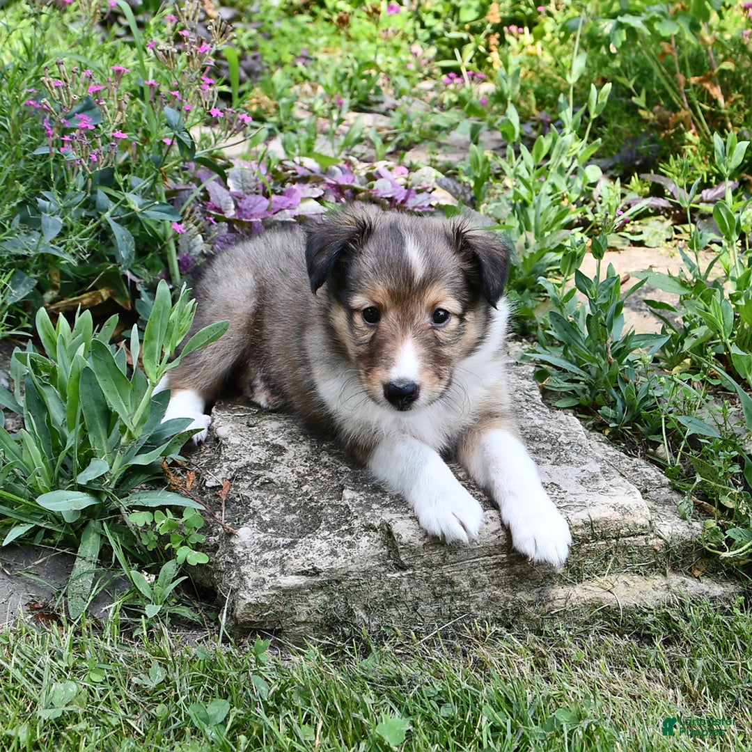 Shetland Sheepdog dogs for sale: Kassie - Image 2