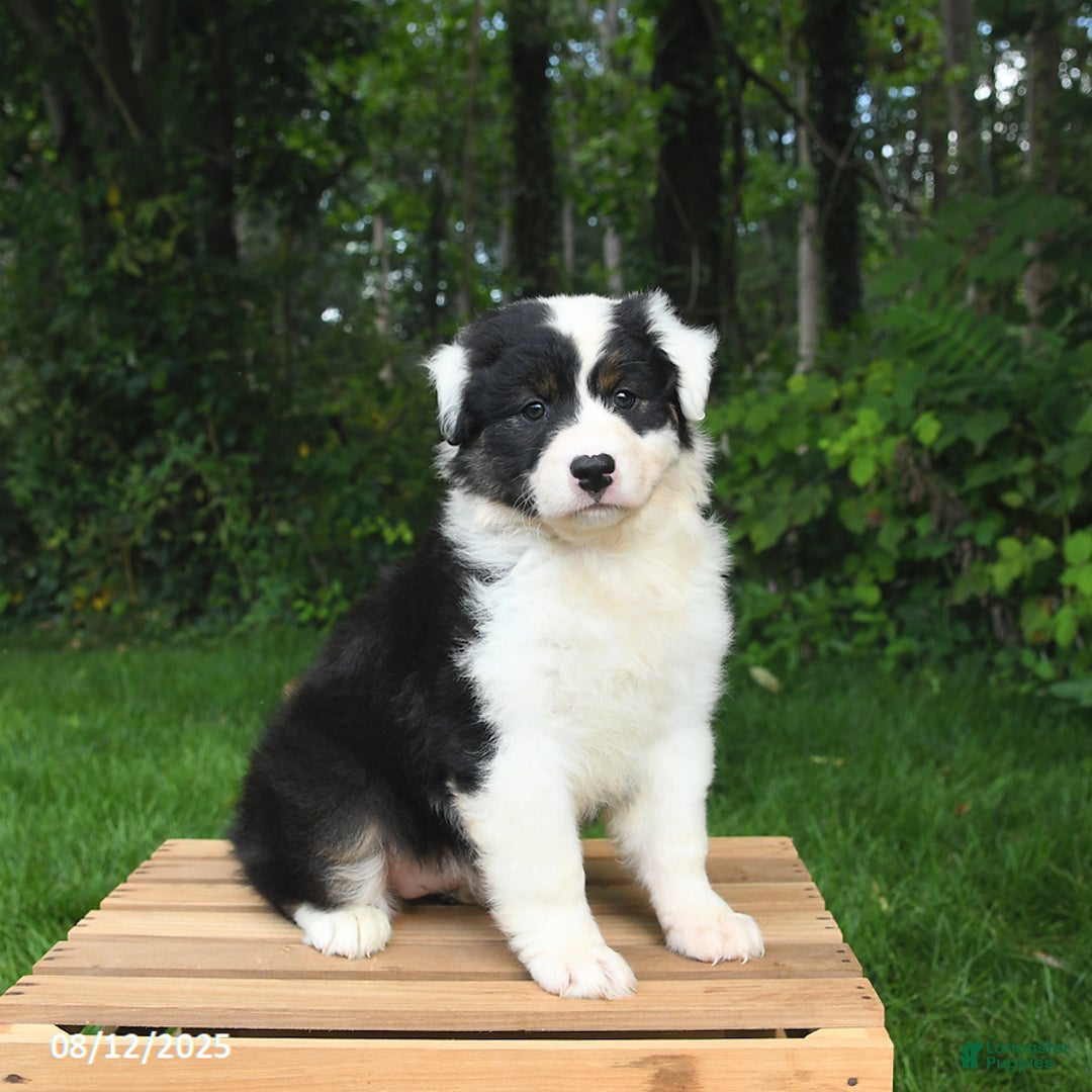Australian Shepherd dogs for sale: Julie - Image 1