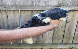 Malshi dogs for sale: Mary - Image 5