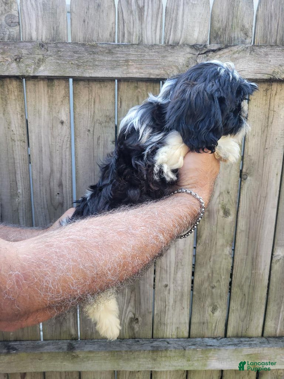Malshi dogs for sale: Mary - Image 5