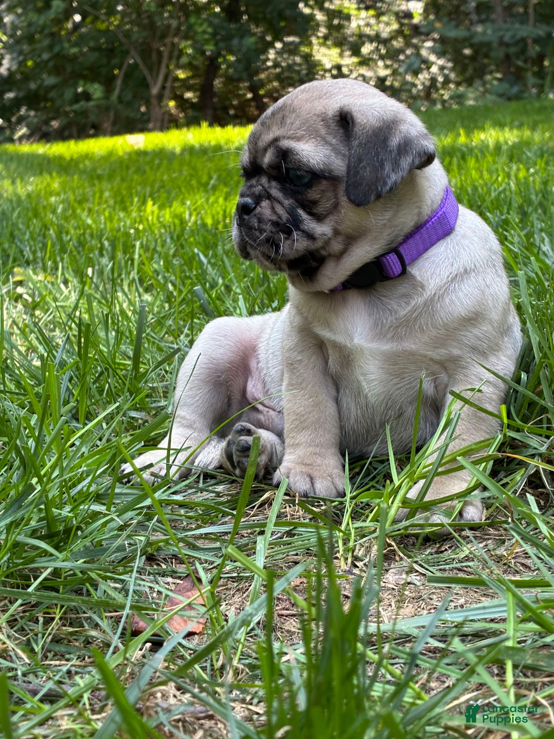 Pug dogs for sale: Oscar - Image 4