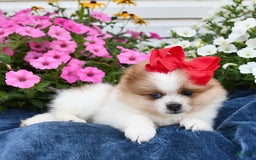 Pomeranian dogs for sale: Tailor - Image 1