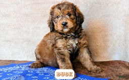 Bernedoodle dogs for sale: Buck - Image 9