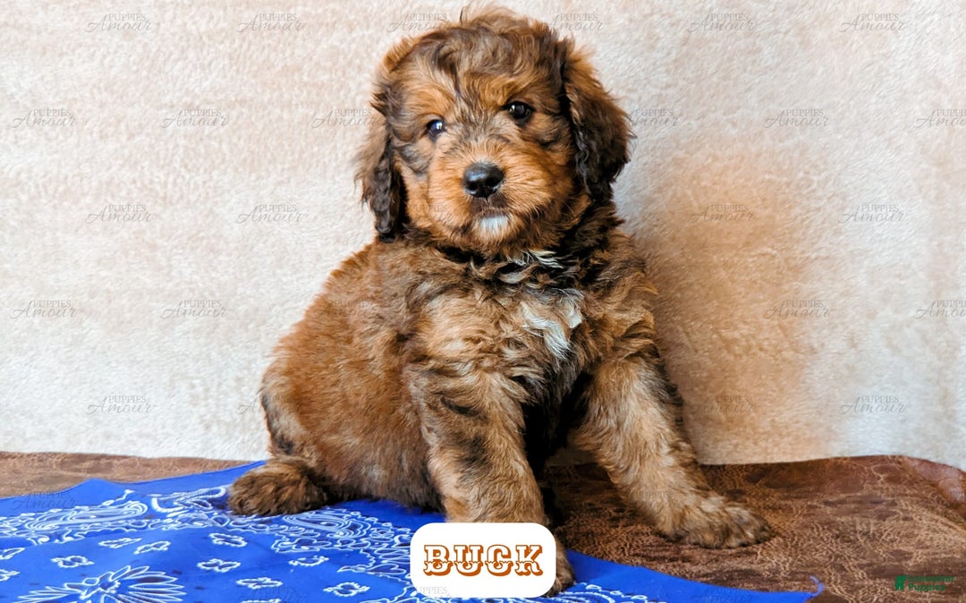 Bernedoodle dogs for sale: Buck - Image 9