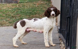 Sheepadoodle dogs for sale: Leah - Image 8