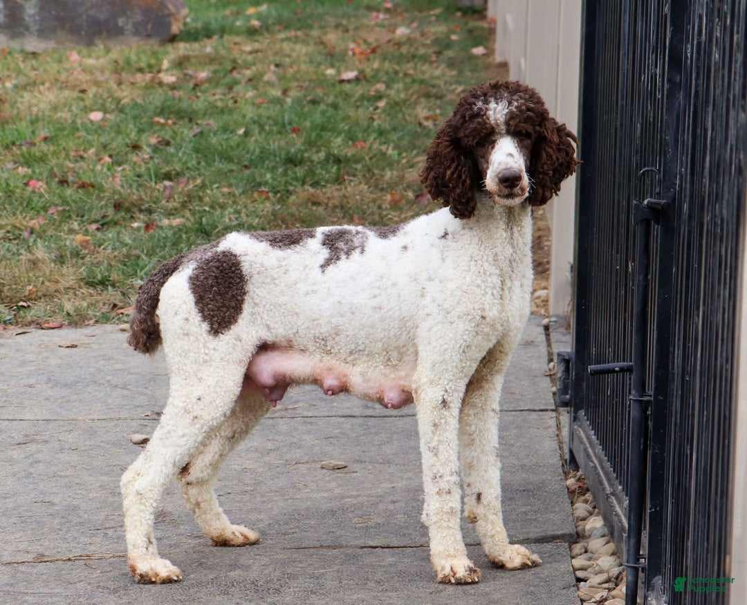 Sheepadoodle dogs for sale: Leah - Image 8
