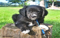 Golden Retriever dogs for sale: Rascal - Image 5
