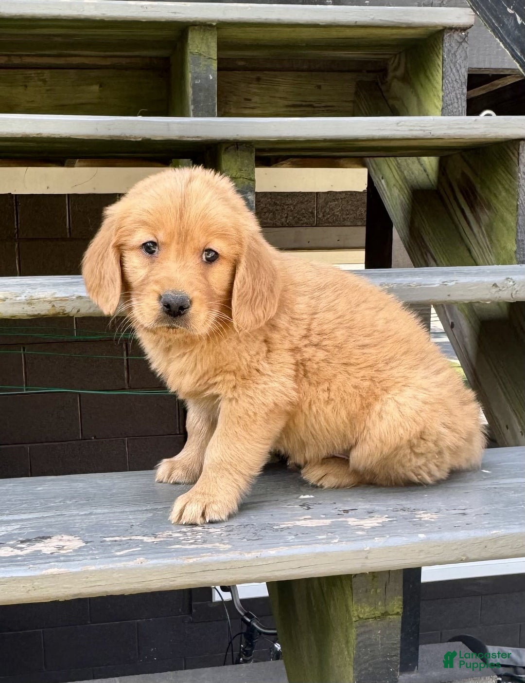 Golden Retriever dogs for sale: Freddie - Image 3