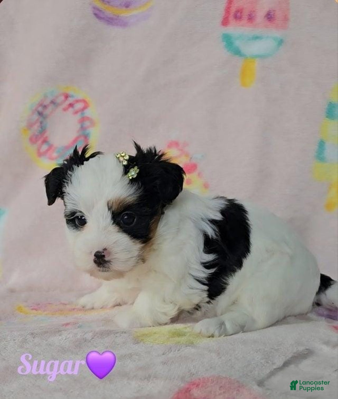 Yorkshire Terrier dogs for sale: Sugar - Image 4