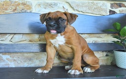 Boxer dogs for sale: Frederick - Image 3