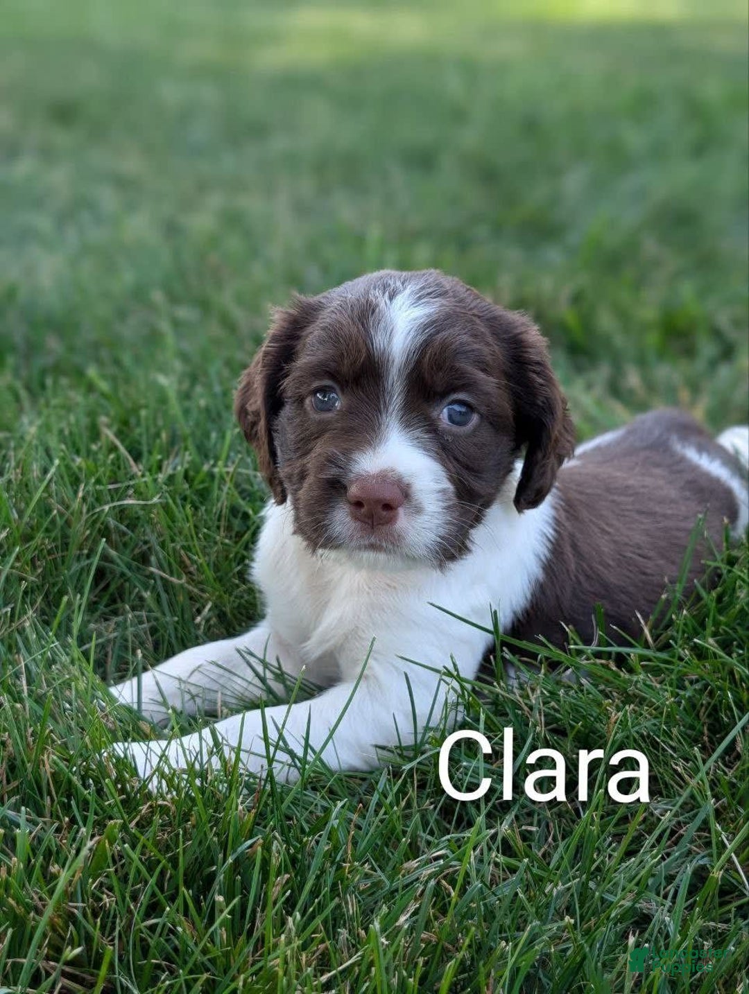 English Springer Spaniel dogs for sale: Clara - Image 1