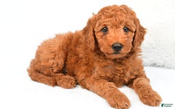 Mini Goldendoodle dogs for sale: Cooper - Image 5