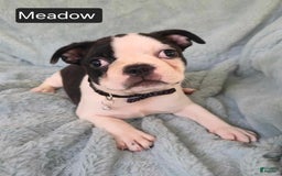 Boston Terrier dogs for sale: Meadow - Image 3