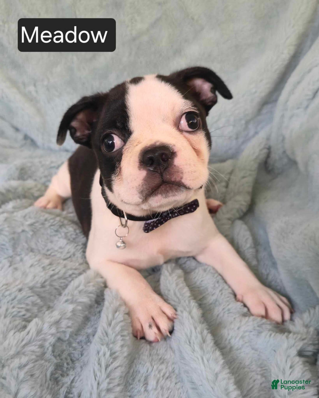 Boston Terrier dogs for sale: Meadow - Image 3