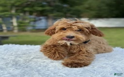 Mini Goldendoodle dogs for sale: Waffles - Image 12