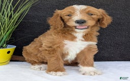 Goldendoodle dogs for sale: Mikey - Image 30