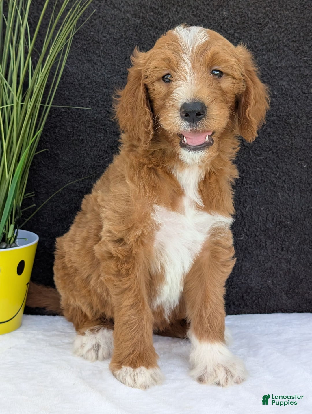 Goldendoodle dogs for sale: Mikey - Image 30