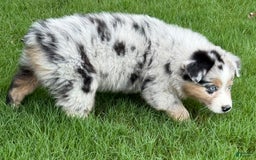 Australian Shepherd dogs for sale: Kiwi - Image 6