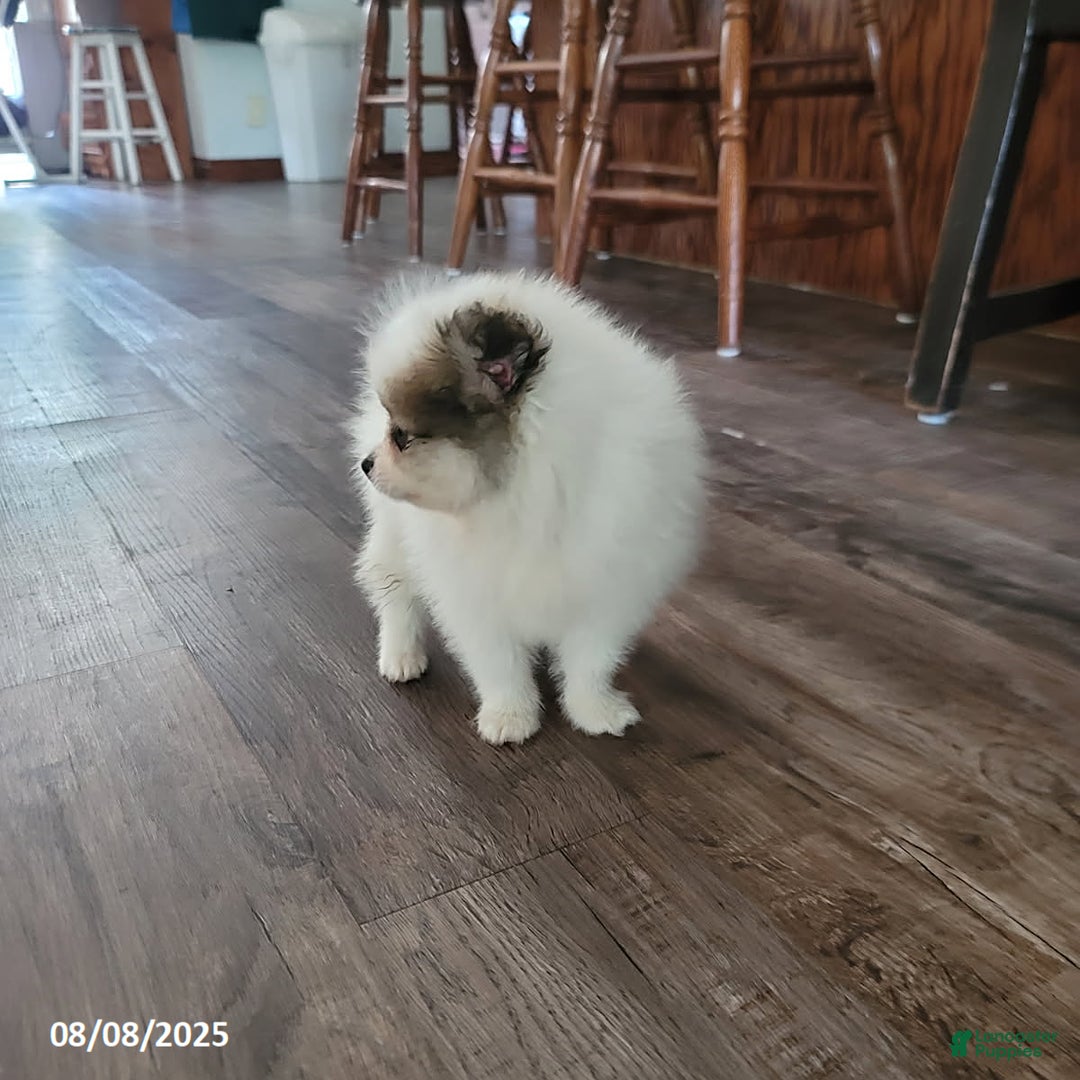 Pomeranian dogs for sale: Bingo - Image 4