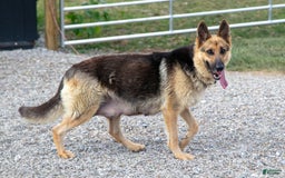 German Shepherd dogs for sale: Arya - Image 4
