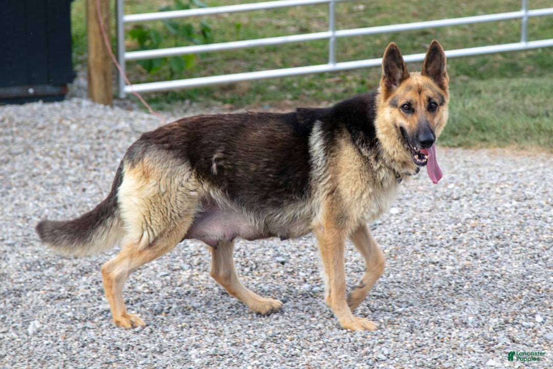 German Shepherd dogs for sale: Arya - Image 4