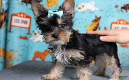 Yorkshire Terrier dogs for sale: Butterfly - Image 7