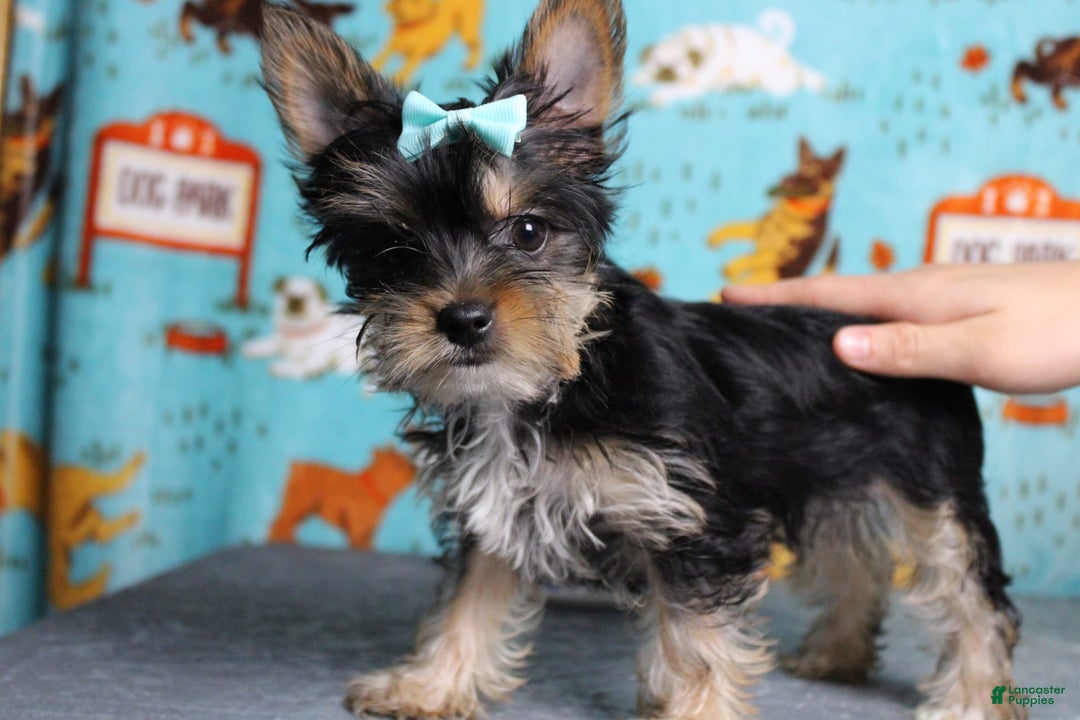 Yorkshire Terrier dogs for sale: Butterfly - Image 7