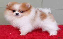 Pomeranian dogs for sale: Tommy - Image 7
