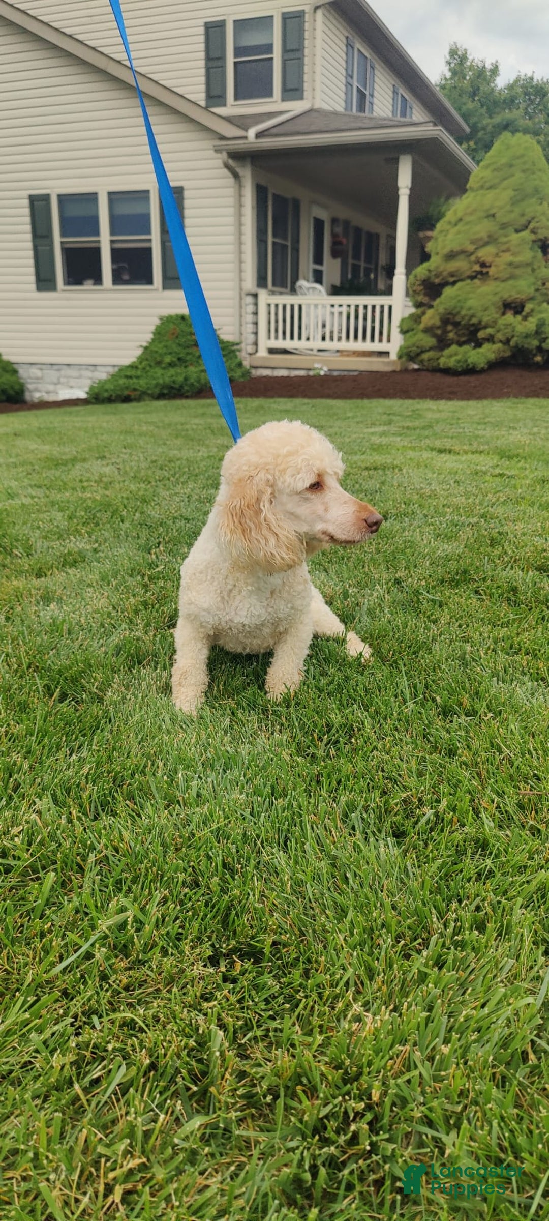 Mini Bernedoodle dogs for sale: Bubba - Image 19