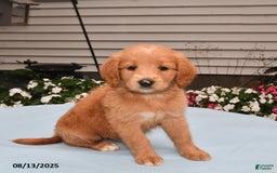 Goldador dogs for sale: Lulu - Image 1
