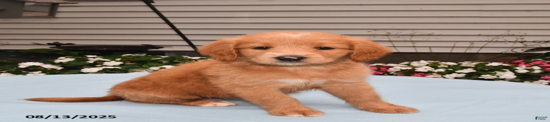 Lulu