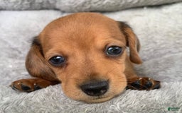 Miniature Dachshund dogs for sale: Baby Charlie - Image 8