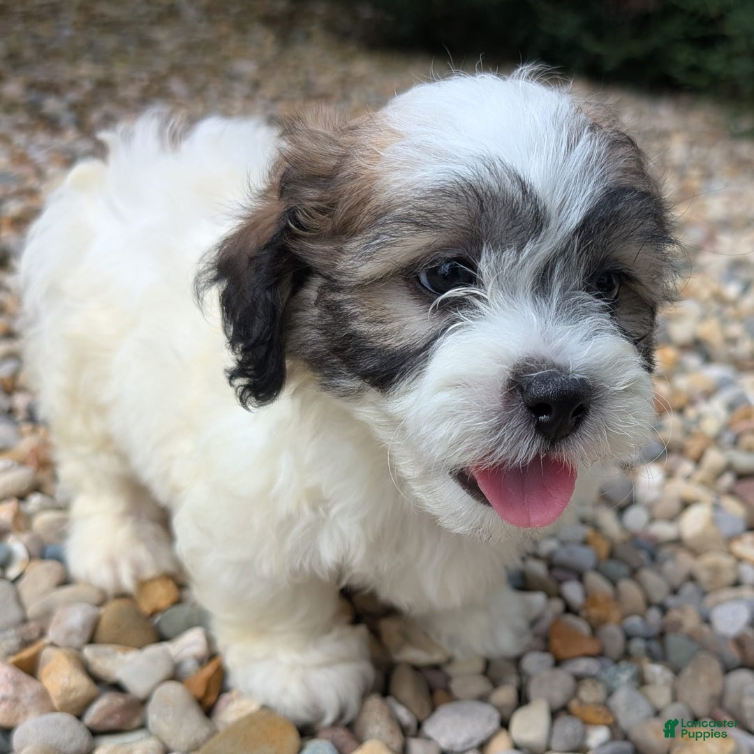 Teddy Bear dogs for sale: Marshmallow - Image 14