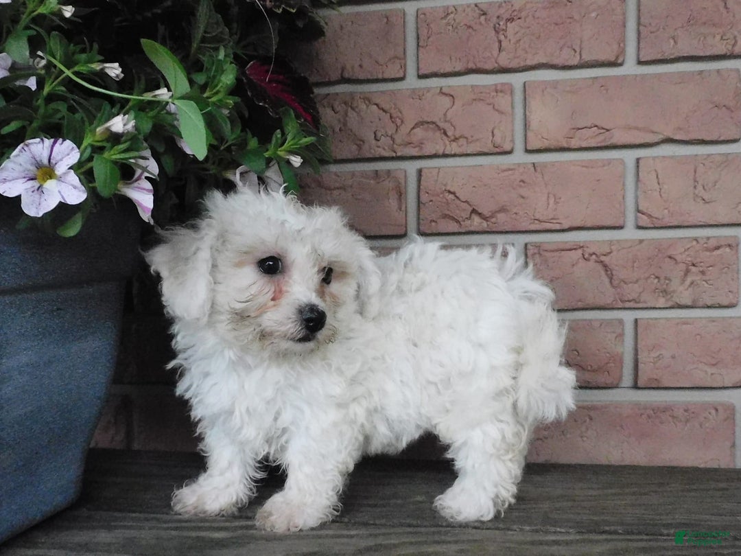 Bichon Frise dogs for sale: Addie - Image 7