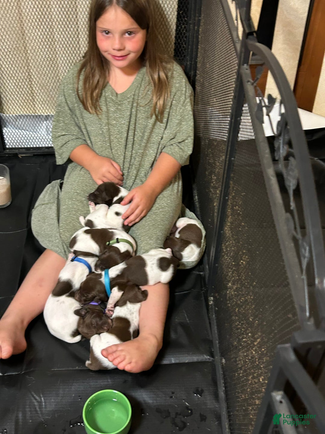 German Shorthaired Pointer dogs for sale: German Shorthaired Pointer 6 puppies - Image 18