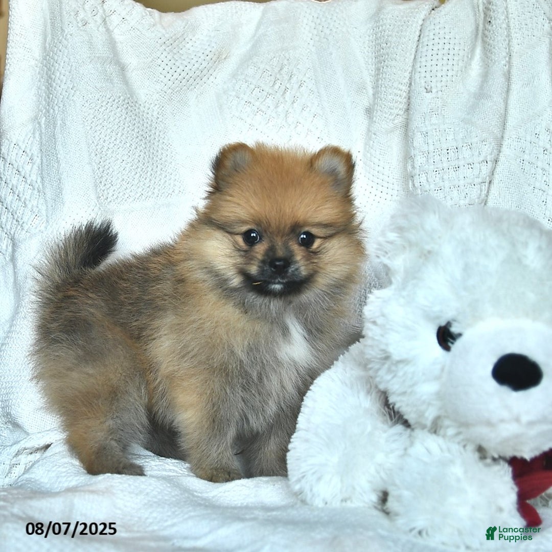 Pomeranian dogs for sale: Max - Image 1