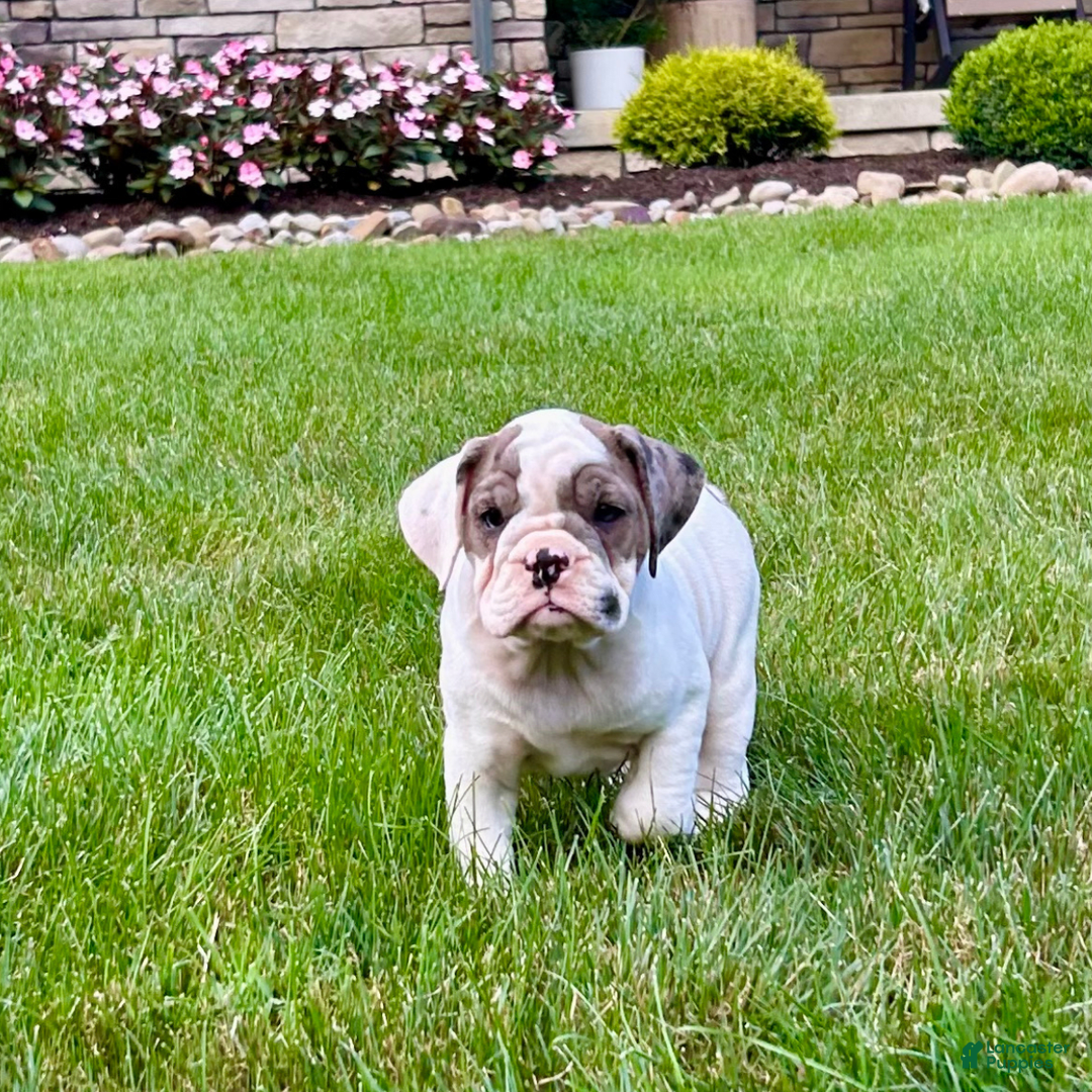 English Bulldog dogs for sale: Sally - Image 4