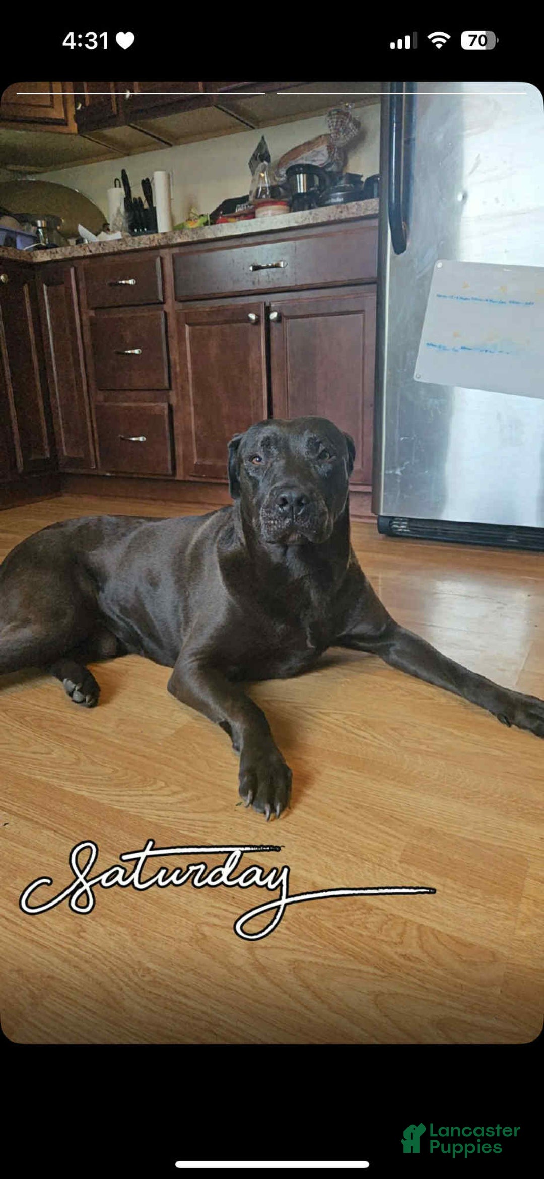 American Pit Bull Terrier dogs for sale: Honey - Image 6