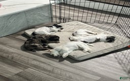 Miniature Schnauzer dogs for sale: Cloe - Image 1