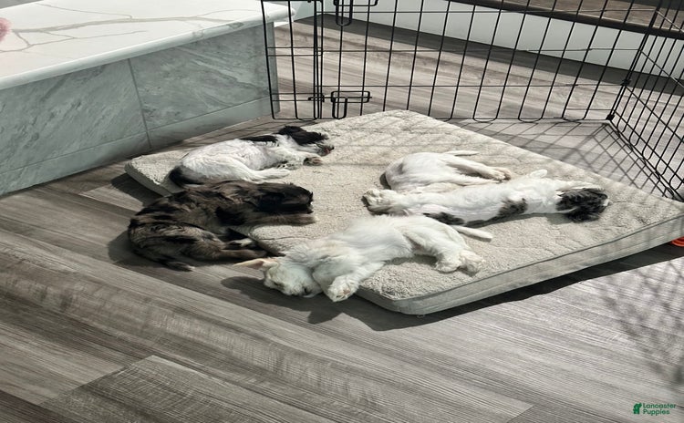 Miniature Schnauzer dogs for sale - Ad 1