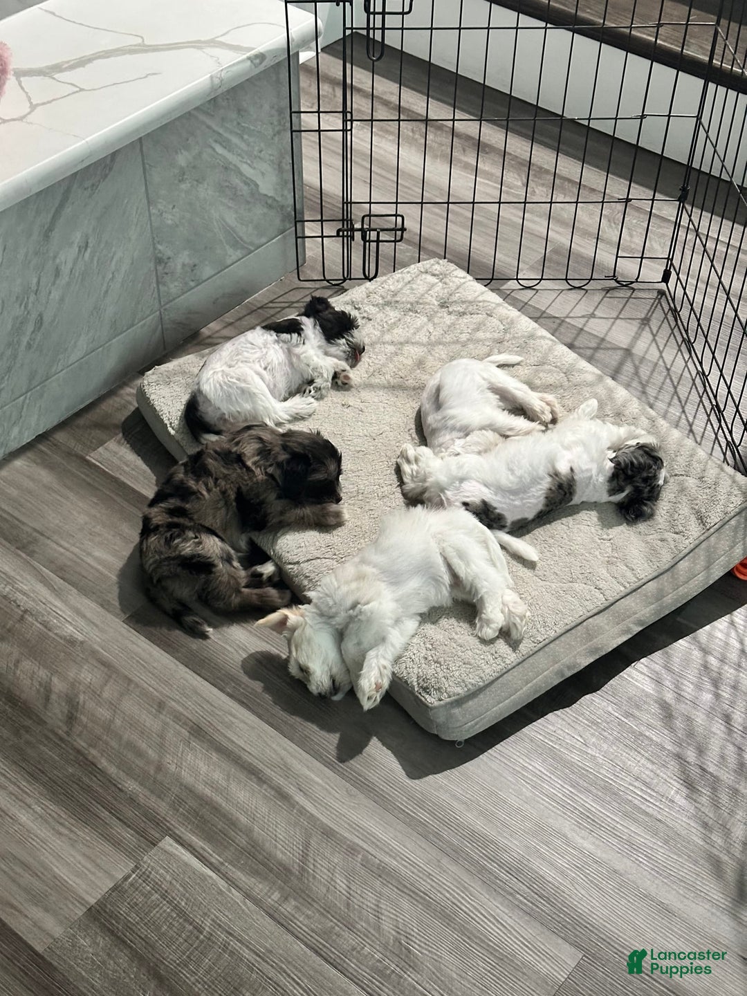 Miniature Schnauzer dogs for sale: Cloe - Image 1