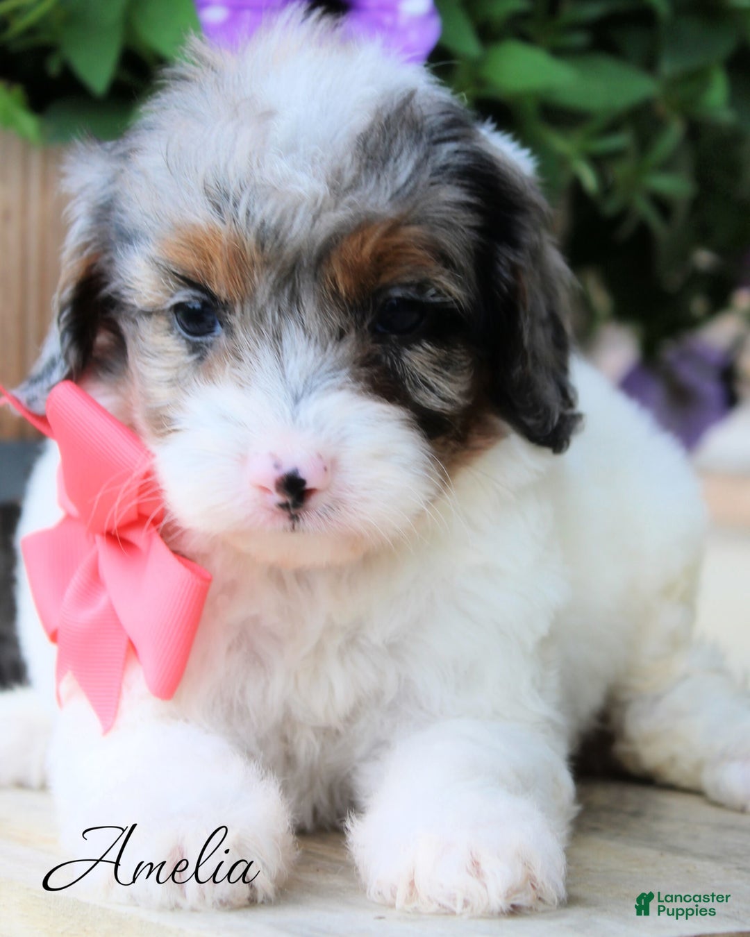 Cavapoo dogs for sale: Amelia - Image 1